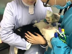 -瑞派宠物医院·24h·骨外科·皮肤科·全科宠物医疗转诊中心(沈阳浑南院)
