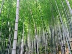 -祁门牯牛降观音堂风景区