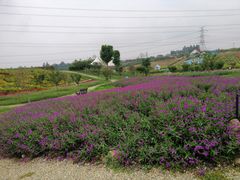 -紫颐香薰山谷景区