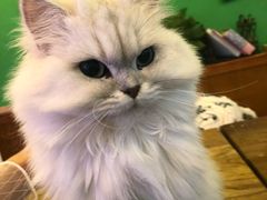 -李小姐の猫咖啡馆(五角场店)
