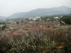 -香雪海