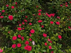 -吉庆街美食广场