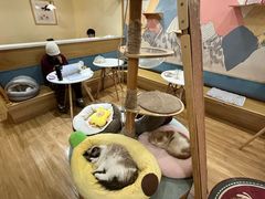 -滚猫咖啡·猫咖·猫友好撸猫(未来城店)
