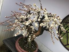 -香雪海
