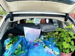 -龙大花卉苗木市场