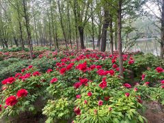 -石家庄市植物园