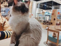 -藏猫猫咖啡主题馆(中央大道店)
