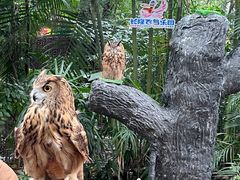 -广州长隆飞鸟乐园