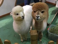 -藦茜花园宠物主题亲子互动体验馆(国顺东路店)