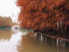 -上海海湾国家森林公园