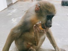 -西安秦岭野生动物园