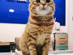 -芭比堂动物医院·犬猫全科·异宠专科(雁塔分院)