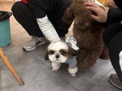 -帕帕拉兹宠物(亚洲旗舰店)