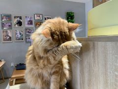 -藏猫猫咖啡主题馆(中央大道店)