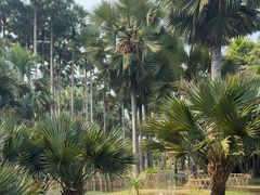 -中国科学院西双版纳热带植物园