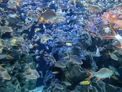 -成都浩海立方海洋公园