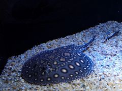 -上海海洋水族馆