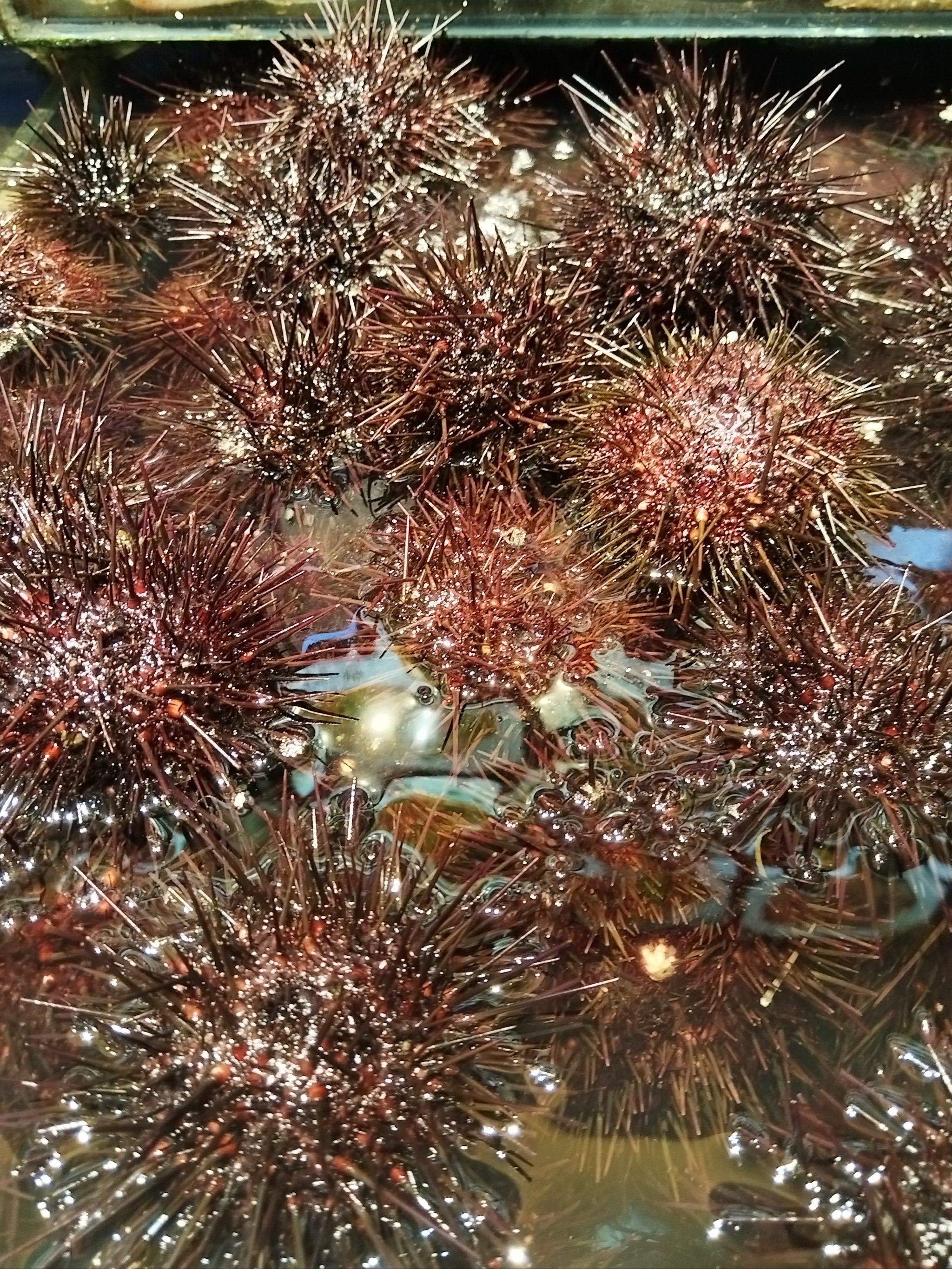 海胆,这个来自海洋的美味佳肴,不仅口感鲜