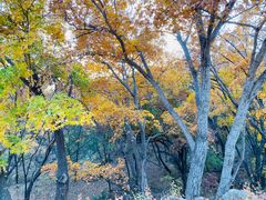 -北京西山国家森林公园