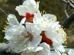 android_upload_pic-甘肃农业大学