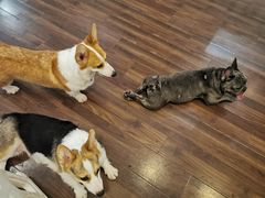 -柯斗斗主题餐厅·狗咖·围炉煮茶·茶饮(国瑞升平里店)