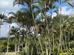 -深圳仙湖植物园