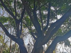 -金鸡山公园