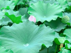 -陈家山荷花公园