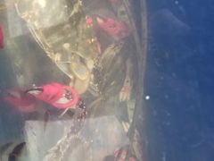 -宾朋海鲜特色美食餐厅·纯手工鲅鱼水饺(兴海路店)