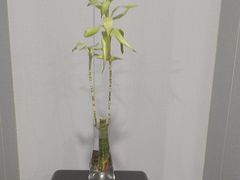 -田凤波推拿.按摩养生(幸福店)