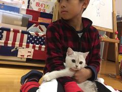 -翊宠yipet猫狗购宠庄园犬舍•猫舍