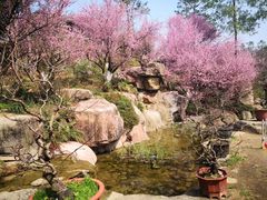 -秀丽东方