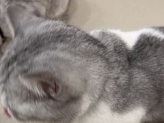 -共舞时光猫咖·狗咖(新街口店)