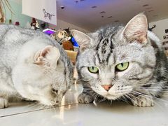 -平行世界·猫咖(首经贸店)