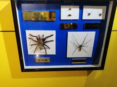 -上海昆虫博物馆
