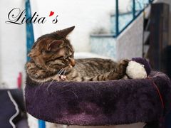 猫-Sirena海妖日咖夜酒