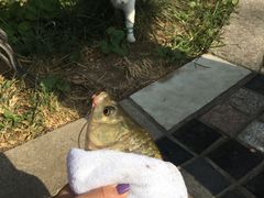 -酷鱼垂钓CLUB(朝阳区博大路店 )