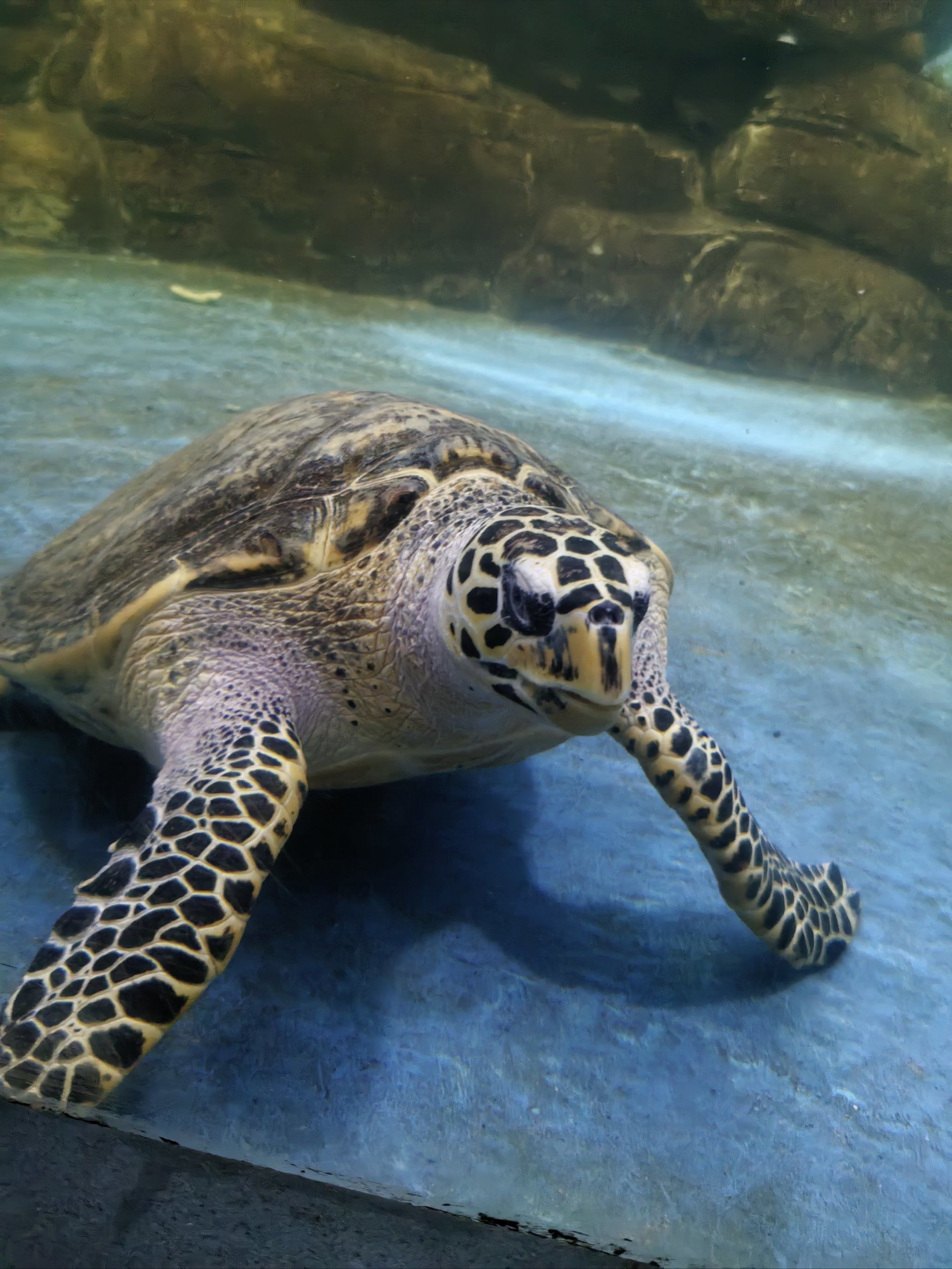 海底动物大集合啦