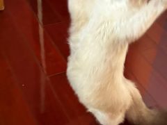 -猫大福·Fortune Cat猫舍(百子湾店)