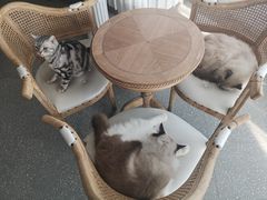-共舞时光猫咖·狗咖(新街口店)