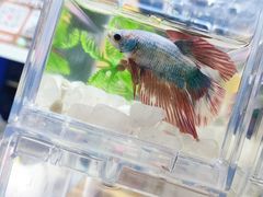 -证大大拇指广场(芳甸路店)