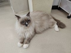 -共舞时光猫咖·狗咖(新街口店)