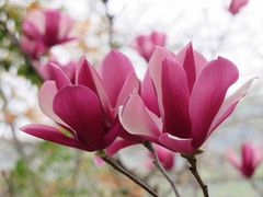 -桃花涧