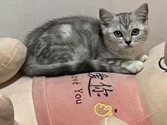 -博特宠物医院24h犬猫全科.骨科·异宠