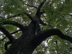 -雁南飞茶田景区
