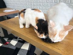 -平行世界·猫咖(首经贸店)
