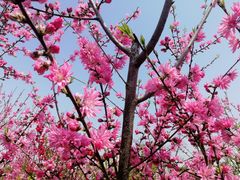 -南汇桃花村