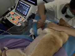 -北京观赏动物医院·24小时大型综合·猫专科·异宠专科