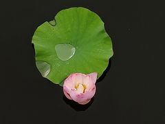 -荷塘月色湿地公园·向阳花洲