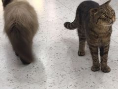 -喵园·猫主题咖啡厅·撸猫·猫咖(国贸店)